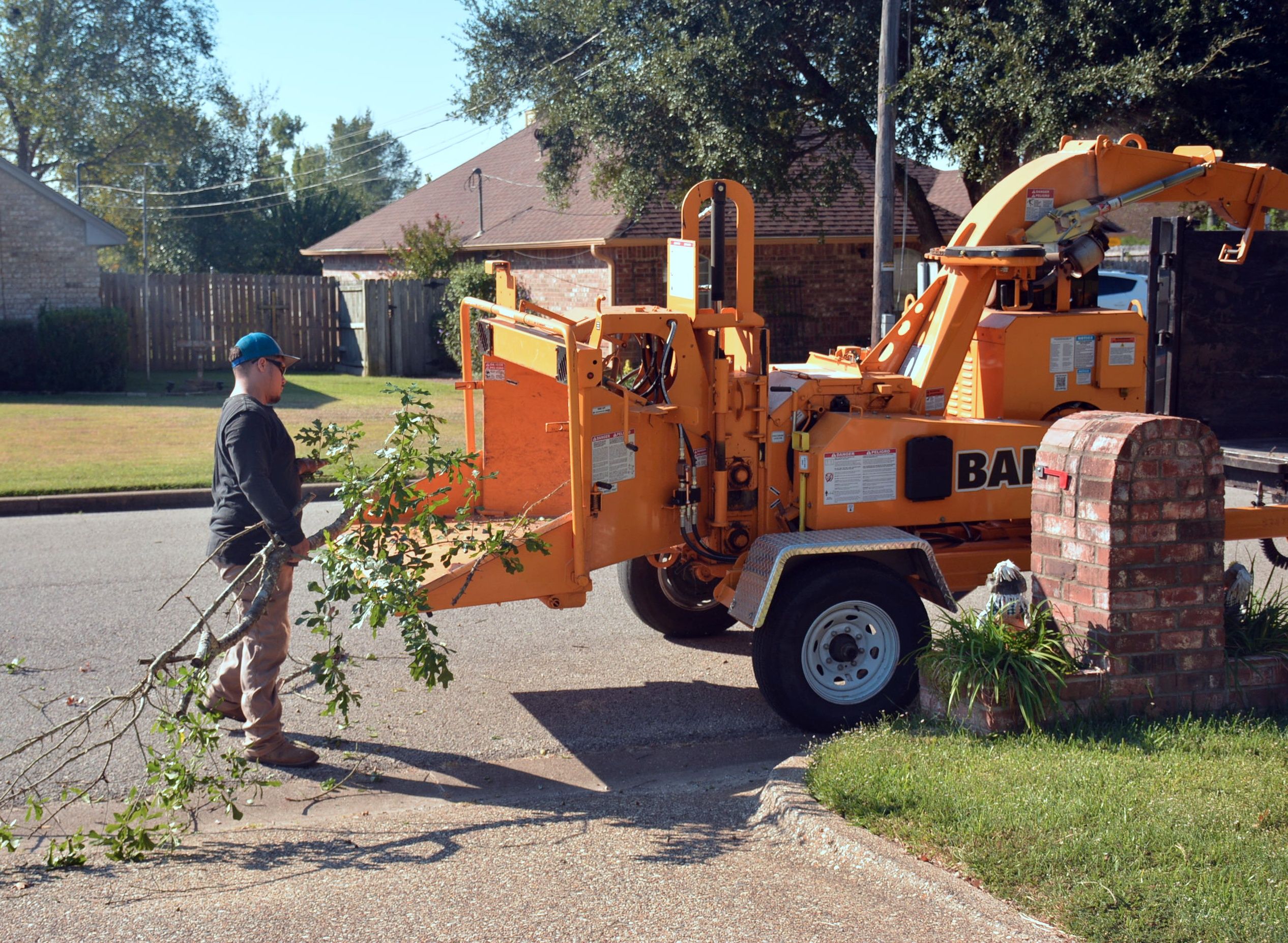 tree removal cost
