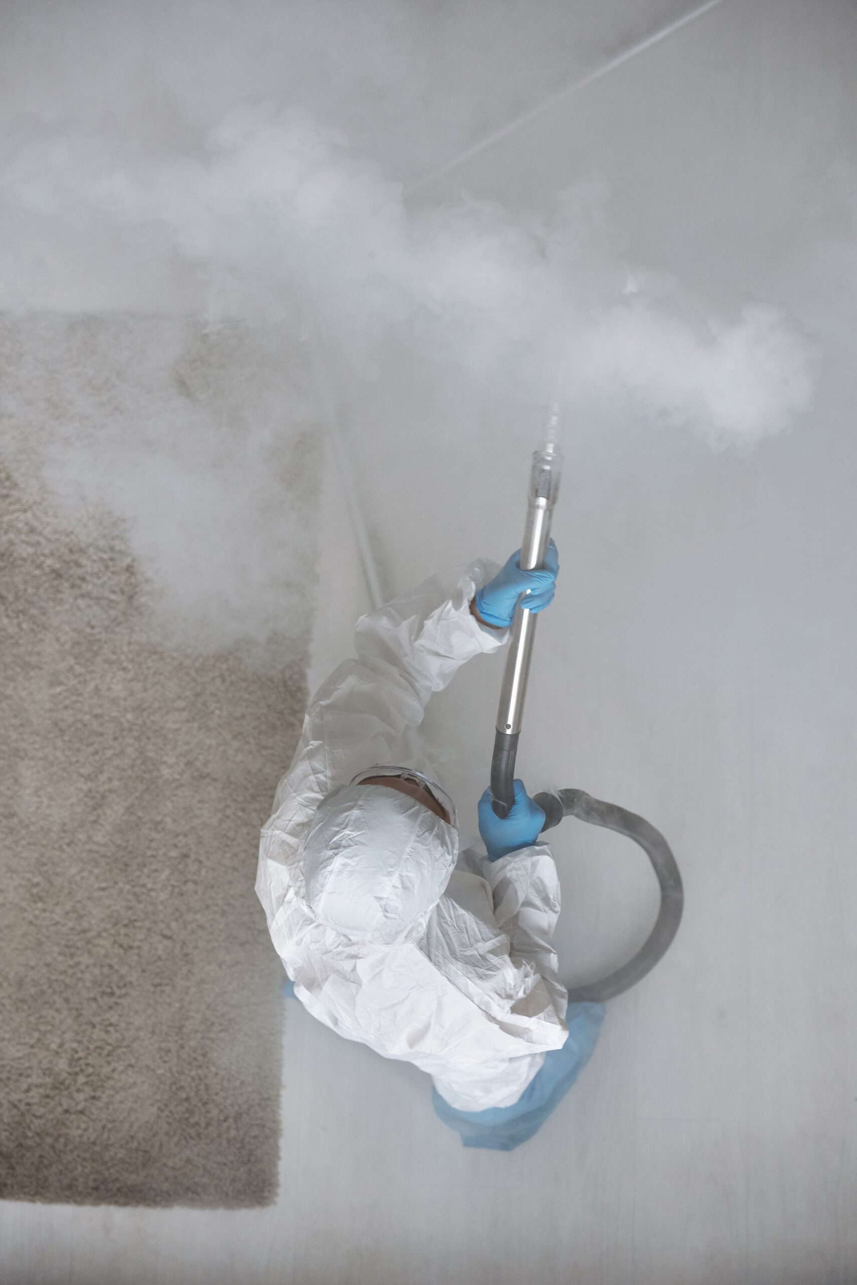mold removal services